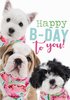 WENSKAART ENG HAPPY B DAY TO YOU