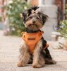 F&amp;C VELVY COCO HARNESS
