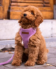 F&amp;C VELVY LAVIE HARNESS
