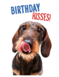 Kaart A5 Birthday Kisses Dachshund (v) 93122