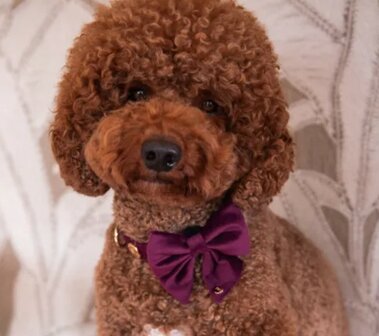 F&amp;C BIBI BOW TIE SAILOR