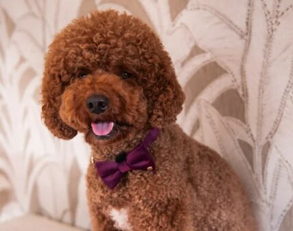 F&amp;C BIBI BOW TIE 