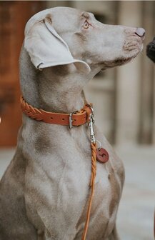 Hunter collar solid education cognac