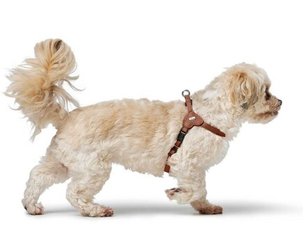 Hunter Harness Soho Mini cognac