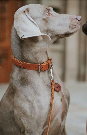 Hunter collar solid education cognac