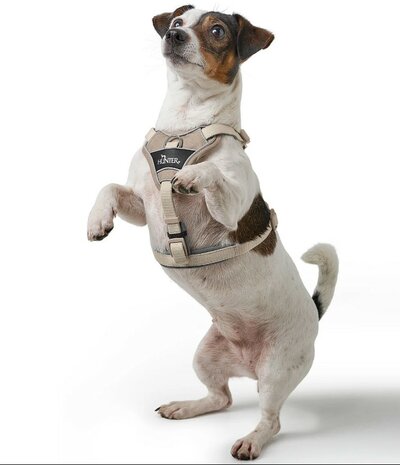 Hunter Harness Divo Up taupe