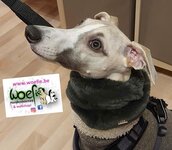 FIFISNOOD ARMY GREEN